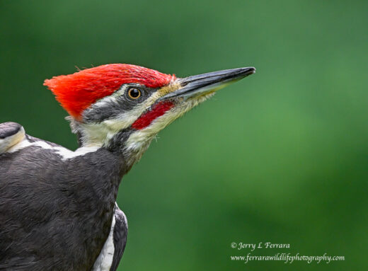 Pileated Woodpecker
