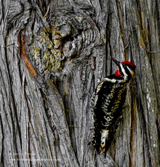 Red-naped Sapsucker