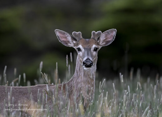 White-tailed Deer