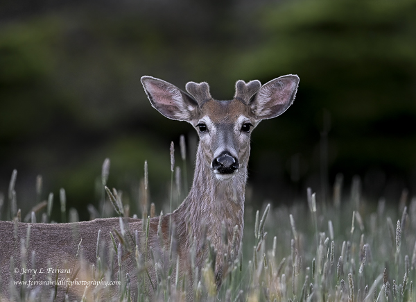 White-tailed Deer