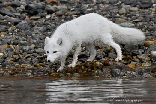 Arctic Fox