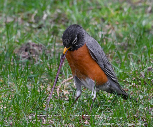 American Robin, Earthworm