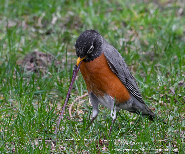 American Robin, Earthworm