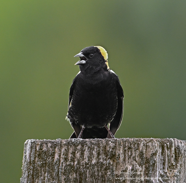 Bobolink