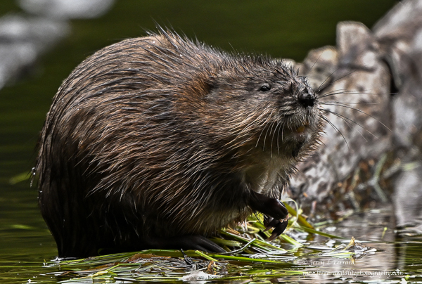 Muskrat