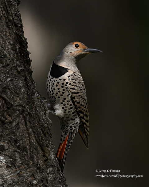 Northern Flicker