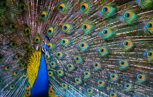 Indian Peafowl [Peacock]