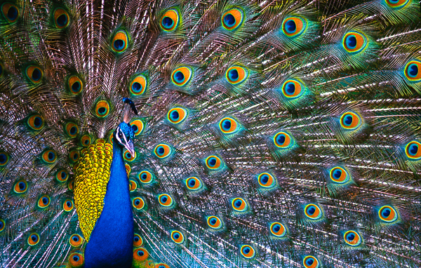 Indian Peafowl [Peacock]