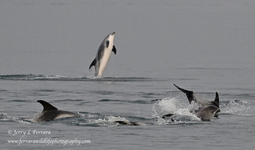 White-beaked Dolphin