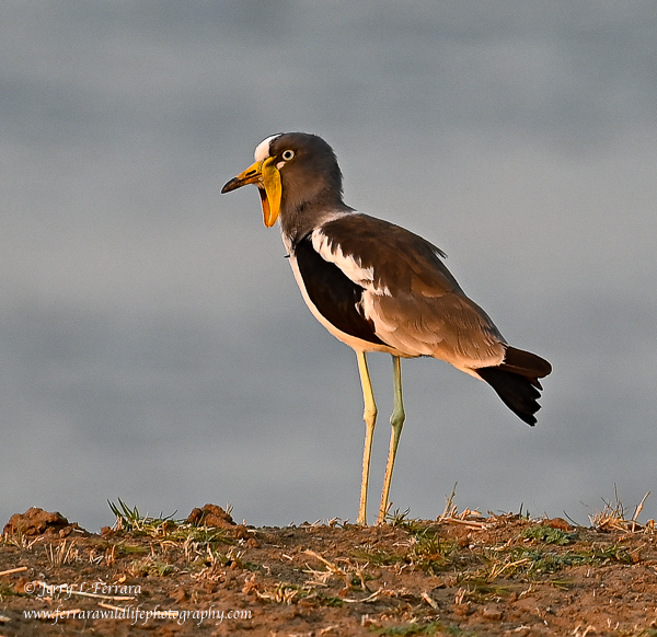 White-crowned Lapwing