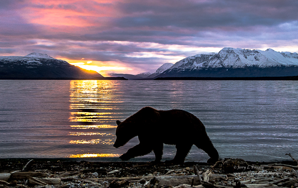 Brown Bear