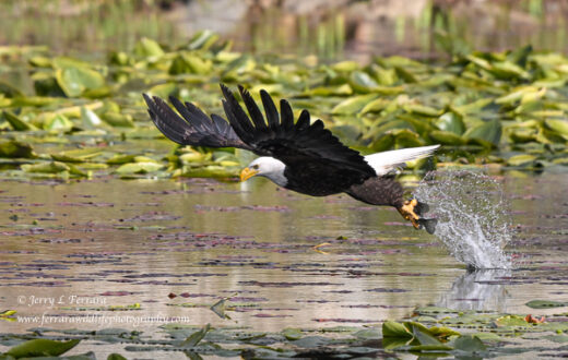 Bald Eagle