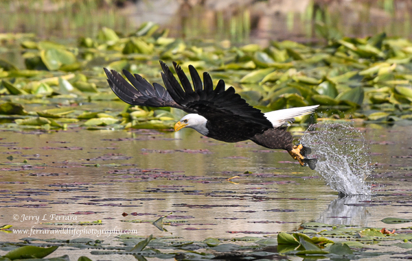 Bald Eagle