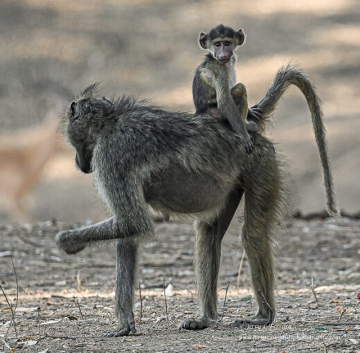 Chacma Baboon