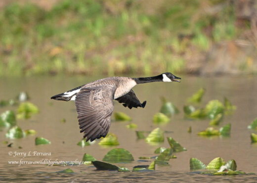 Canada Goose