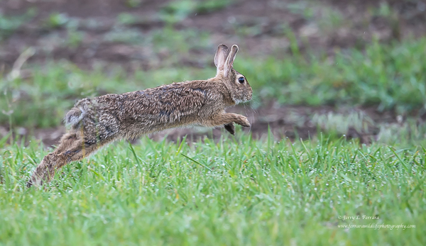 Cottontail Rabbit