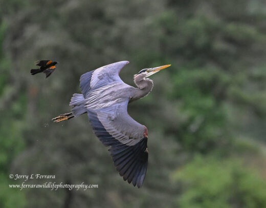Red-winged Blackbird and Great Blue Heron