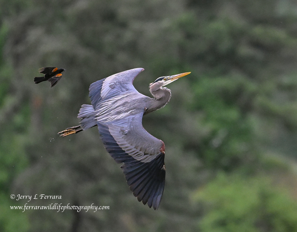 Red-winged Blackbird and Great Blue Heron