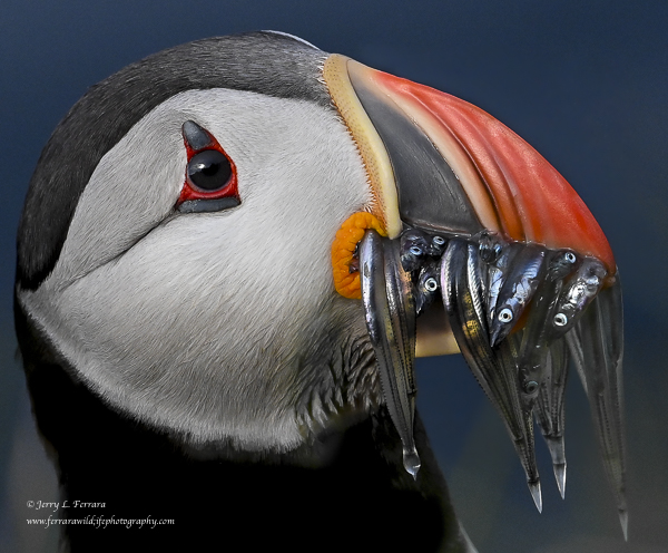 Atlantic Puffin