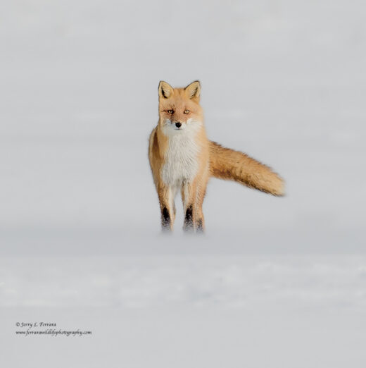 Red Fox