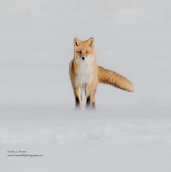 Red Fox
