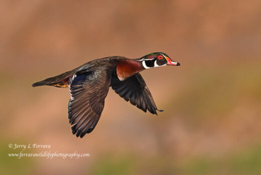 Wood Duck