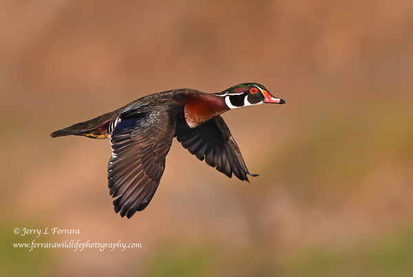 Wood Duck