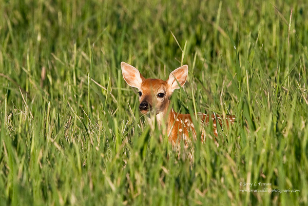 White-tailed Deer