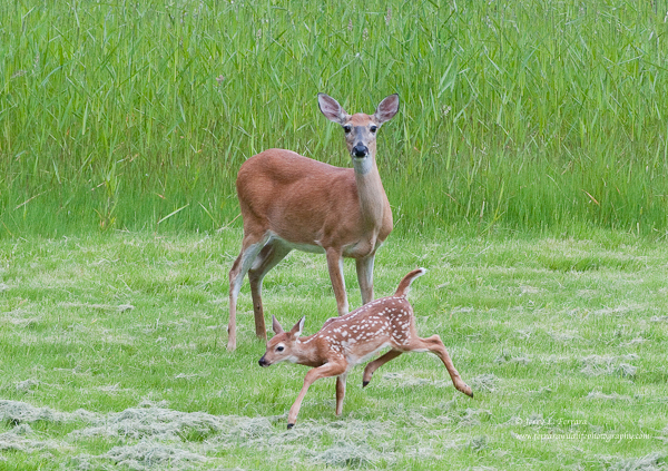 White-tailed Deer