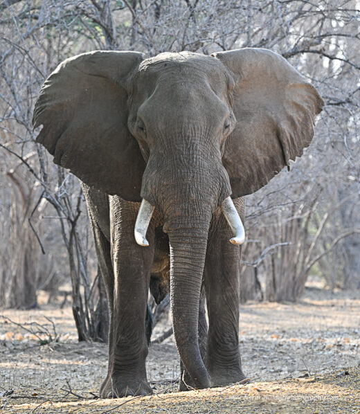 African Elephant