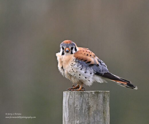 American Kestrel