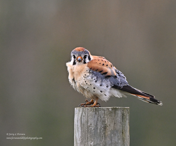 American Kestrel
