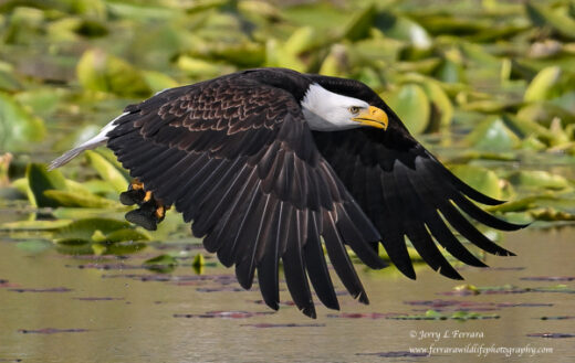 Bald Eagle
