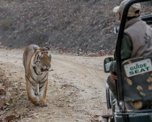 Bengal Tiger
