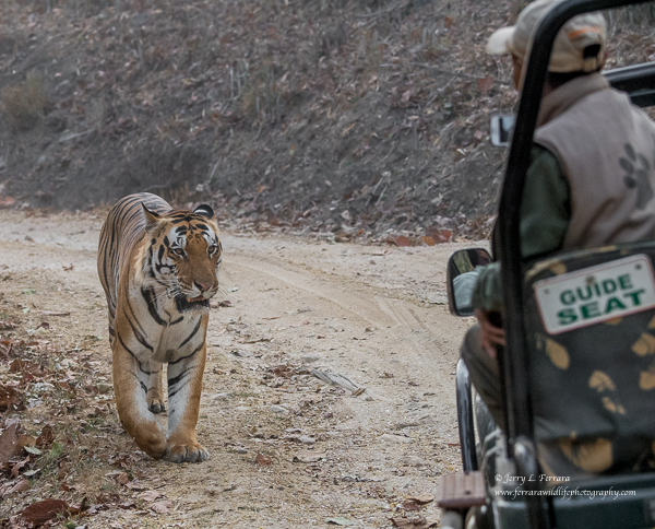 Bengal Tiger