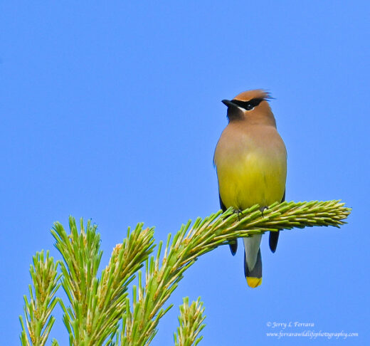 Cedar Waxwing