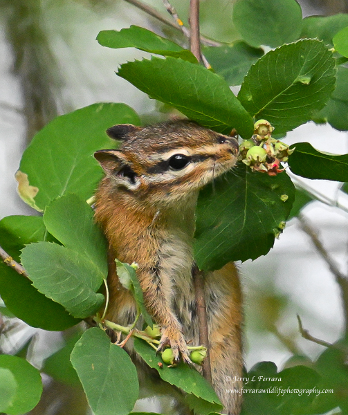 Chipmunk