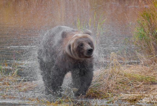 Alaskan Brown Bear