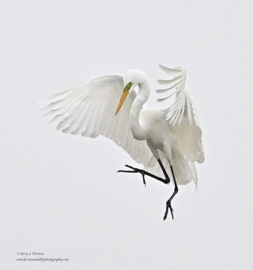 Great Egret