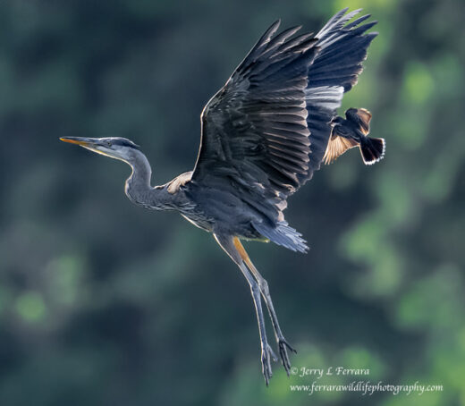 Great Blue Heron and Eastern Kingbird