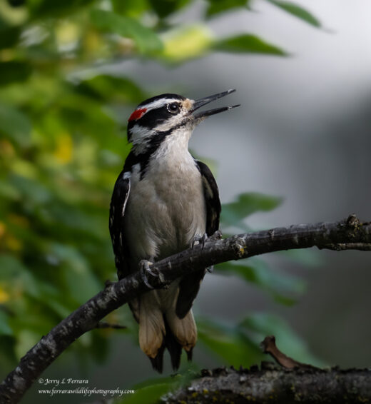 Hairy Woodpecker