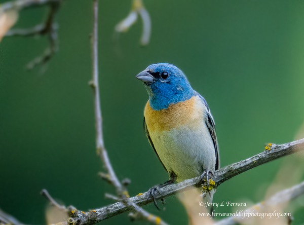 Lazuli Bunting