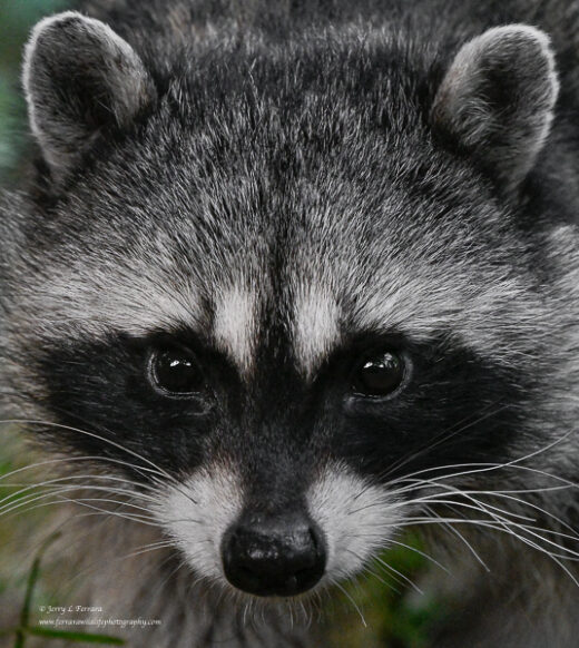 Raccoon