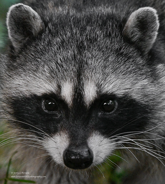 Raccoon