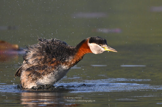 Red-necked Grebe