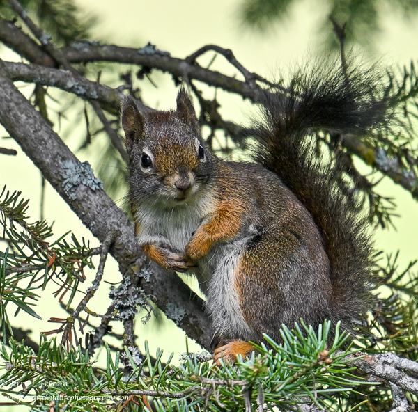 American Red Squirrel