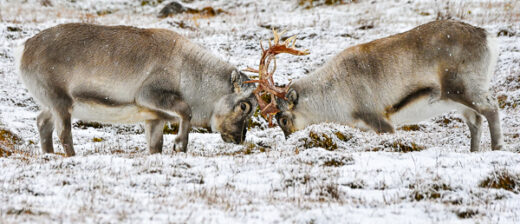 Reindeer
