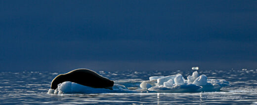 Ringed Seal