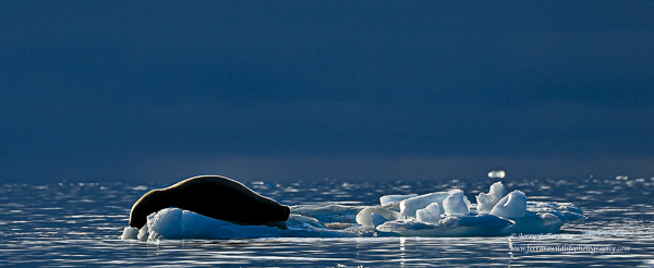 Ringed Seal