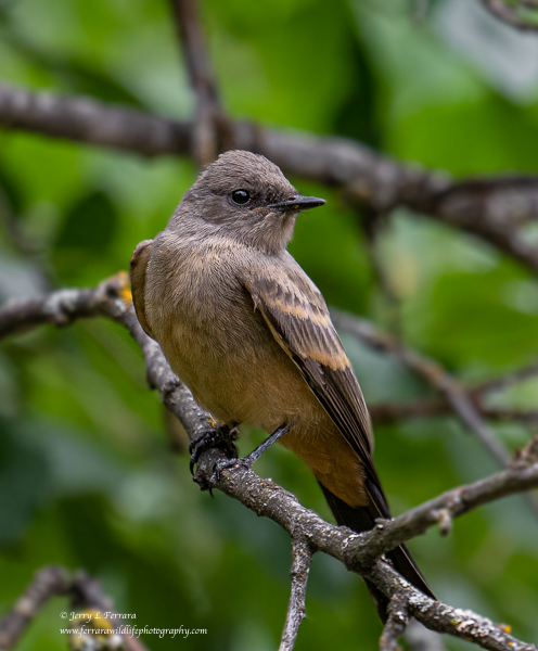Say's Phoebe